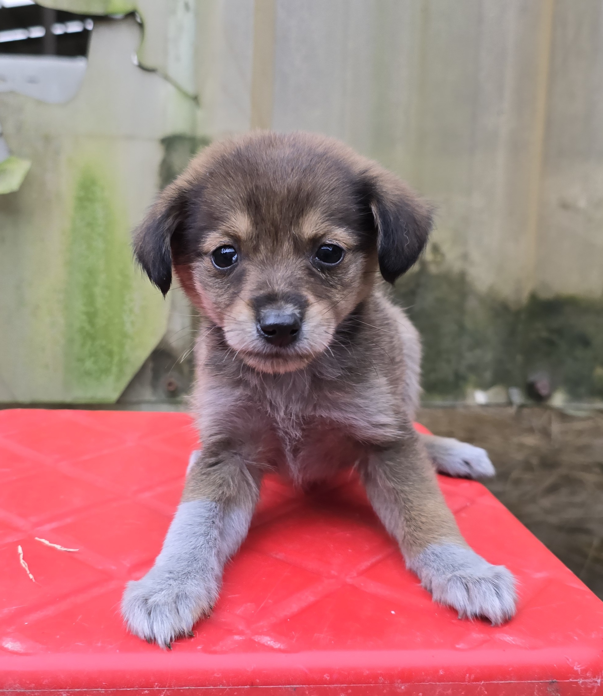 유기견임시보호소_442434202500521